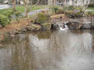 pond with water fall